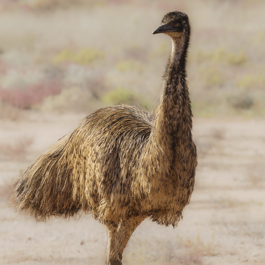 Emu